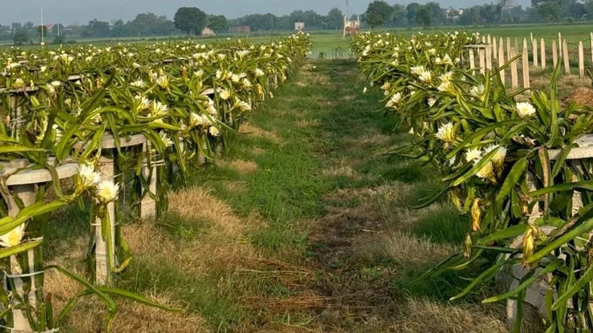 यूट्यूब से सीखी ड्रैगन फ्रूट की खेती, 6.5 लाख की लागत से हर साल 14 लाख का मुनाफा यूट्यूब से सीखी ड्रैगन फ्रूट की खेती, 6.5 लाख की लागत से हर साल 14 लाख का मुनाफा