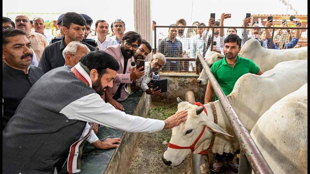 हरियाणा में गोशालाओं की संख्या 3 गुना बढ़ी, 12 साल में बजट 300 गुना हुआ