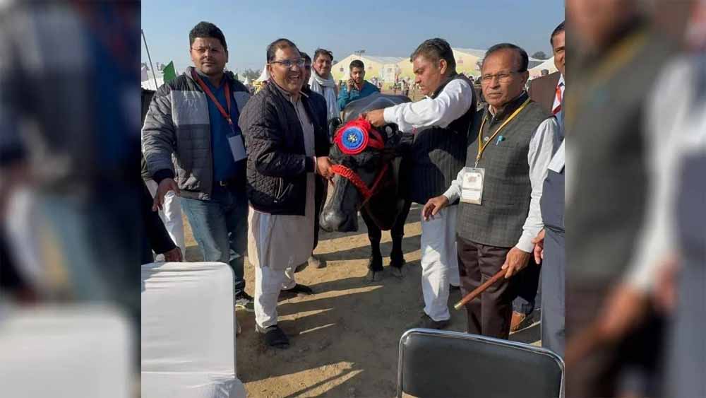 हरियाणा की मशहूर ‘राधा’ ने ली अंतिम सांस, 35 किलो दूध देकर बनाई थी विश्व में पहचान हरियाणा की मशहूर ‘राधा’ ने ली अंतिम सांस, 35 किलो दूध देकर बनाई थी विश्व में पहचान