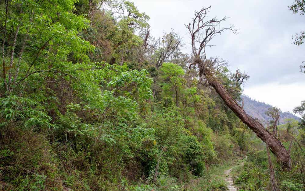 दुर्लभ पेड़ों को बचाने पंजाब सरकार का बड़ा कदम, मोहाली में तैयार होगा संरक्षण केंद्र