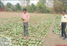 गांव के पास खुला फड़, 365 संग्राहकों को मिला सीधा आर्थिक लाभ