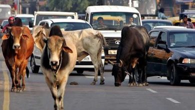 निराश्रित गौवंश संरक्षण के लिए सरकार की बड़ी पहल, गौधाम योजना का तेजी से बढ़ रहा दायरा