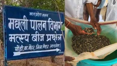 मैहर के पोड़ी केंद्र में किसानों की भीड़, 53 लाख से ज्यादा मछली के बीज बिके; 2027 तक 2.50 करोड़ का लक्ष्य