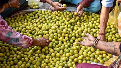 नींबू ने बिगाड़ा रसोई का बजट, जोधपुर में 80 से 100 से बढ़कर 250 रुपए किलो हुआ भाव