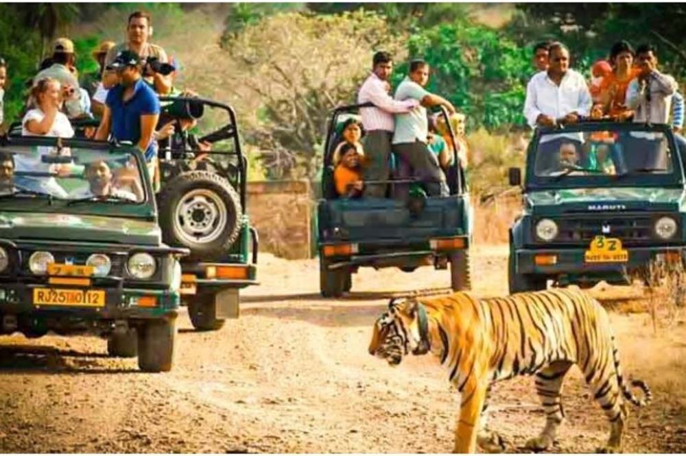झारखंड के जंगलों में सफारी का रोमांच शुरू, 2028 तक बनेगी टाइगर सफारी झारखंड के जंगलों में सफारी का रोमांच शुरू, 2028 तक बनेगी टाइगर सफारी