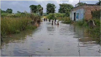 मुजफ्फरपुर में नदियां उफान पर, गंडक खतरे के निशान तक पहुंची मुजफ्फरपुर में नदियां उफान पर, गंडक खतरे के निशान तक पहुंची