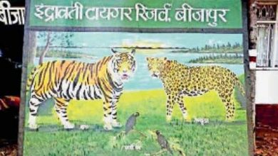 इंद्रावती टाइगर रिजर्व में बाघों की निगरानी का नया तरीका, वैज्ञानिक तकनीक का होगा इस्तेमाल