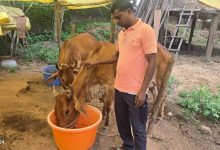 नस्ल सुधार ने बदली किसान विनोद की किस्मत, घर की बछिया बनी आर्थिक समृद्धि का आधार
