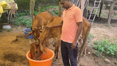 नस्ल सुधार ने बदली किसान विनोद की किस्मत, घर की बछिया बनी आर्थिक समृद्धि का आधार