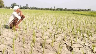 हरियाणा में मानसून कमजोर, 23% कम हुई बारिश; किसानों की बढ़ी चिंता