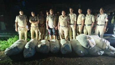 दुर्गम पहाड़ी एवं जंगल क्षेत्रों में ड्रोन और पैदल सर्चिंग कर 27 क्विंटल से अधिक अवैध गांजे की फसल जब्त