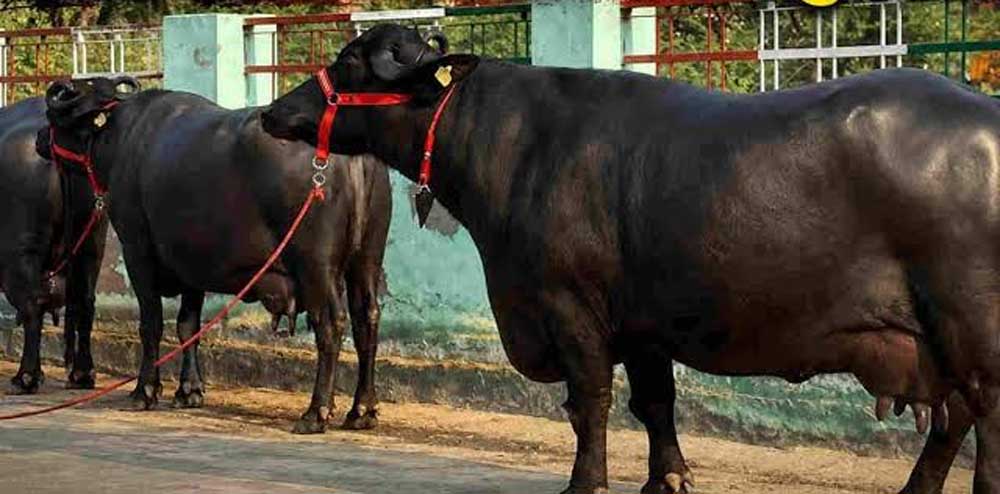 120 भैंसों की चोरी का खुलासा, मंदसौर की कालिया गैंग ने तीन राज्यों में फैलाई थी दहशत