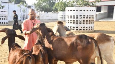 गोवंश को दुलारकर गुड़ खिलाया गोरक्षपीठाधीश्वर ने