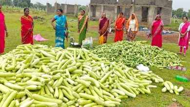 अतिक्रमण मुक्त 25 एकड़ बंजर भूमि पर उगी समृद्धि