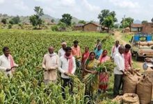 मड़ुआ की खेती से किसानों की बढ़ेगी कमाई, सारण में 6 गुना तक बढ़ेगा खेती का रकबा