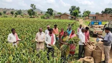 मड़ुआ की खेती से किसानों की बढ़ेगी कमाई, सारण में 6 गुना तक बढ़ेगा खेती का रकबा