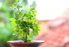 Tulsi Vastu Tips: घर की इस दिशा में भूलकर भी न रखें तुलसी, जानें सही जगह और जरूरी नियम Tulsi Vastu Tips: घर की इस दिशा में भूलकर भी न रखें तुलसी, जानें सही जगह और जरूरी नियम