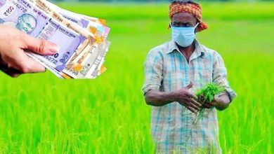 गेहूं, चना, मसूर और सरसों की खेती करने वालों के लिए खुशखबरी, अनुदान पर मिलेंगे उन्नत बीज