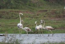 भिवानी से भिंडावास तक दिखे ग्रेटर फ्लेमिंगो, सूखते जलाशयों ने बढ़ाई प्रवासी पक्षियों की मुश्किलें