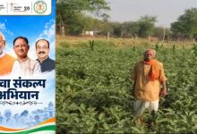 किसान फागूराम की नई पहल, ग्राफ्टेड बैंगन की खेती से बढ़ी कमाई; पारंपरिक खेती से आगे बढ़ने की मिसाल