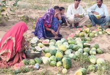 मतीरे के बीज का भाव 20 हजार रुपये क्विंटल तक, किसानों को अच्छी कमाई की उम्मीद