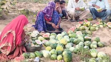 मतीरे के बीज का भाव 20 हजार रुपये क्विंटल तक, किसानों को अच्छी कमाई की उम्मीद
