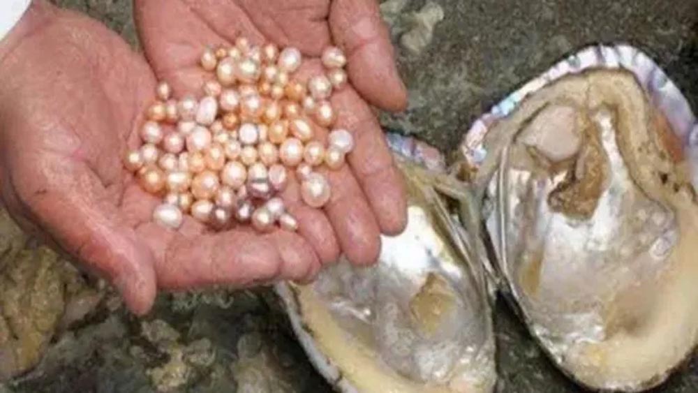 बिहार सरकार की नई पहल, मोती पालन के लिए किसानों को मिलेगी ₹1.34 लाख तक की सब्सिडी