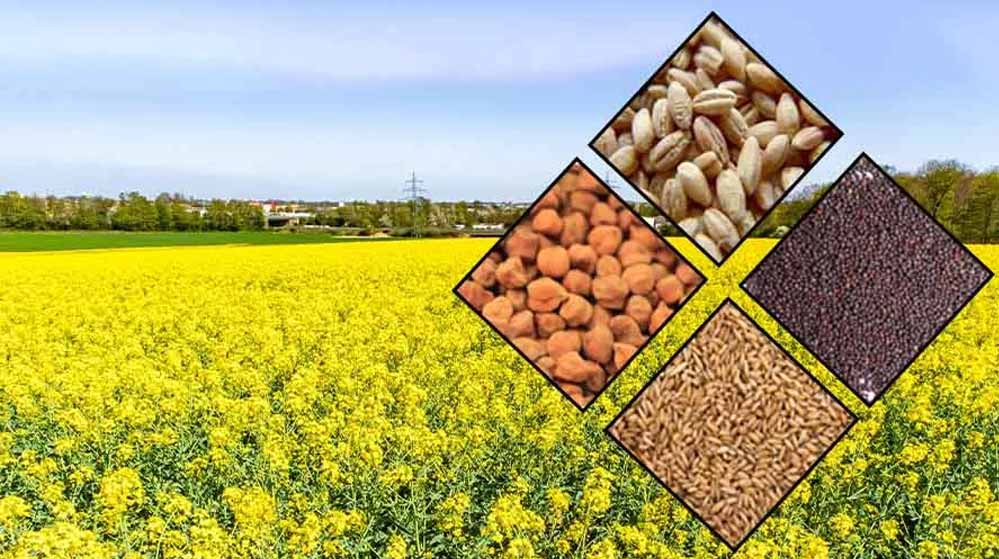 किसानों के लिए राहत की खबर, रबी सीजन के बीज उपलब्ध; अधिकृत विक्रय केंद्रों से करें खरीदारी