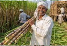 गन्ना किसानों के लिए खुशखबरी, छत्तीसगढ़ में 2025-26 सत्र से ₹425 प्रति क्विंटल भुगतान