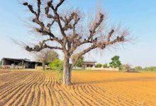 राजस्थान के राज्य वृक्ष खेजड़ी पर संकट, बालोतरा में तेजी से सूख रहे पेड़; जांच की मांग तेज