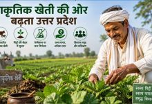 योगी सरकार का नेचुरल फूड पर फोकस, गोशालाओं से निकलेगा समृद्धि का रास्ता योगी सरकार का नेचुरल फूड पर फोकस, गोशालाओं से निकलेगा समृद्धि का रास्ता