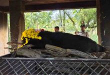 नंदनवन जू एवं जंगल सफारी में 25 वर्षीय मादा हिमालयन भालू ‘फफोरी’ की मौत