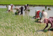 झारखंड में धान खरीद पर बड़ा फैसला जल्द, 50 लाख टन का लक्ष्य घटेगा; बिचौलियों पर सरकार की नजर