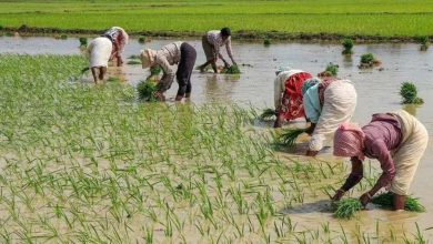 झारखंड में धान खरीद पर बड़ा फैसला जल्द, 50 लाख टन का लक्ष्य घटेगा; बिचौलियों पर सरकार की नजर