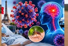 जानवरों से इंसानों तक पहुंचा शमोंडा वायरस? यूरोप के 12 से ज्यादा देशों में फैला संक्रमण