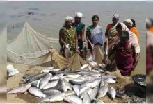 मध्य प्रदेश में ₹7,430 करोड़ का निवेश, 4 जलाशयों में लगेंगे केज; मछली निर्यात पर जोर