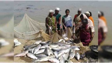 मध्य प्रदेश में ₹7,430 करोड़ का निवेश, 4 जलाशयों में लगेंगे केज; मछली निर्यात पर जोर