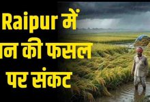 CG Weather Alert: चक्रवाती तूफान की आशंका से किसानों की बढ़ी चिंता, धान की फसल पर मंडराया खतरा