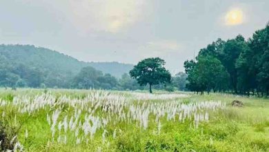 कोर एवं बफर के सभी पर्यटन जोन सामान्य रूप से संचालित, किसी भी गेट को बंद नहीं किया गया