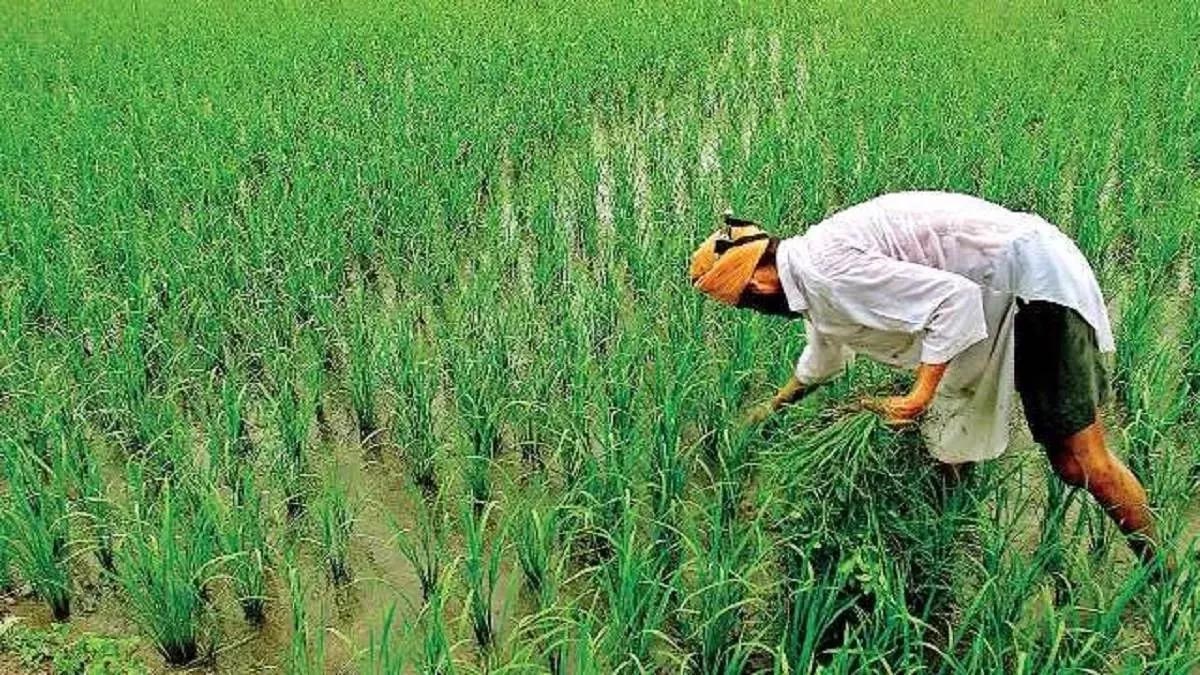 UP Rabi Season: रबी उत्पादन में 30 लाख टन बढ़ोतरी का लक्ष्य, किसानों को मिलेंगे सस्ते बीज-उर्वरक