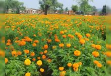 राजस्थान के किसानों का नकदी फसल पर बढ़ा भरोसा, गेंदे के फूलों से हर फसल में डेढ़ लाख कमाई की उम्मीद