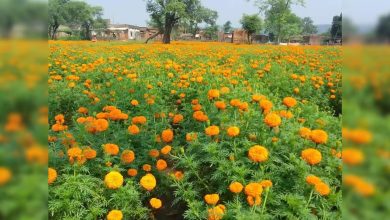 राजस्थान के किसानों का नकदी फसल पर बढ़ा भरोसा, गेंदे के फूलों से हर फसल में डेढ़ लाख कमाई की उम्मीद