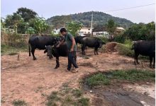 बाघों और मवेशियों की सुरक्षा के लिए गांवों में टीकाकरण अभियान
