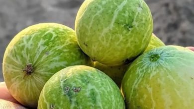 राजस्थान के रेगिस्तान में उगने वाला कड़वा फल बढ़ाएगा किसानों की आय, औषधीय गुणों पर वैज्ञानिकों का फोकस राजस्थान के रेगिस्तान में उगने वाला कड़वा फल बढ़ाएगा किसानों की आय, औषधीय गुणों पर वैज्ञानिकों का फोकस