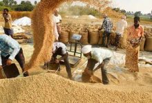 हरियाणा में धान खरीद लक्ष्य का 53% पूरा, अब तक 2.22 लाख किसानों को मिला भुगतान
