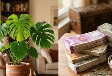 मॉन्स्टेरा का पौधा घर में किस दिशा में रखें? फेंगशुई के अनुसार धन और समृद्धि के लिए जानें सही जगह