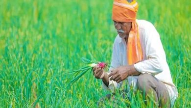 फसल बीमा क्लेम पर बड़ा फैसला, डूंगरपुर के किसानों को मिलेंगे 7.69 करोड़ रुपये