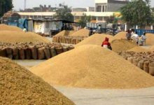 ग्वार के भाव में दो साल की नरमी के बाद उछाल की आस, जोधपुर के किसानों की मंडियों पर नजर