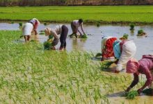 बोकारो से लातेहार तक पांच जिलों में कम खर्च, जिला कृषि अधिकारियों पर गिरेगी गाज