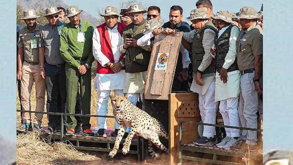 बुंदेलखंड में चीतों की नई दहाड़, CM मोहन यादव आज 7 अक्टूबर को वीरांगना दुर्गावती रिजर्व में छोड़ेंगे 2 चीते